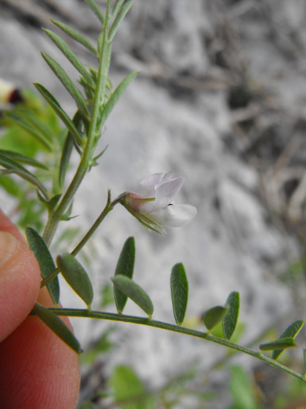 Vicia leucantha / Veccia d''Agrigento