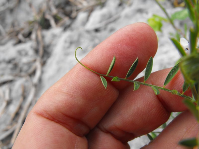 Vicia leucantha / Veccia d''Agrigento