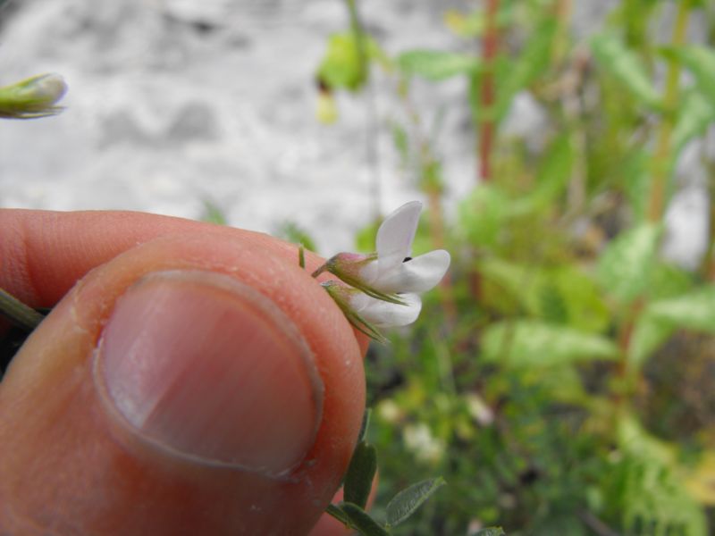 Vicia leucantha / Veccia d''Agrigento