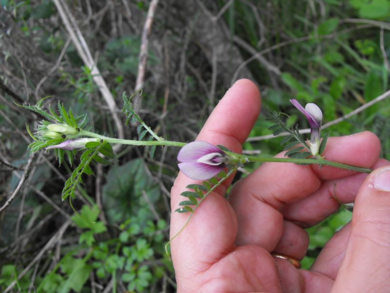 Vicia peregrina? no,  Vicia cfr lutea