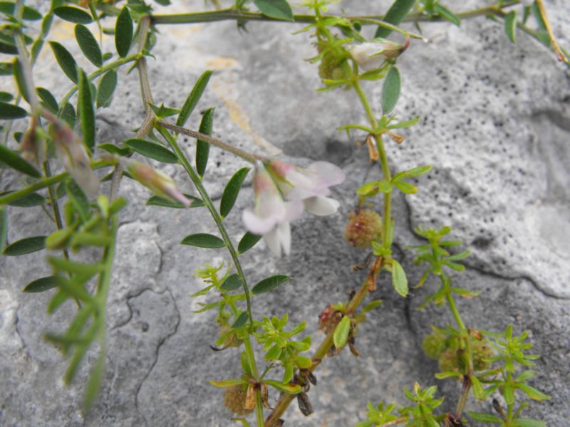 Vicia leucantha / Veccia d''Agrigento