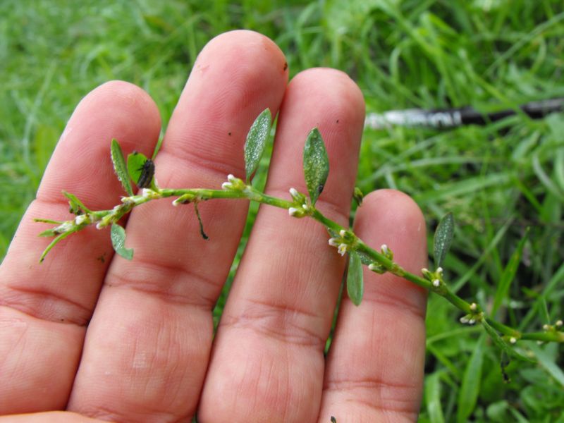 Polygonum sp.