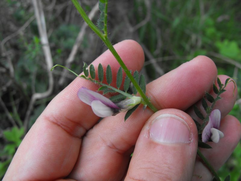 Vicia peregrina? no,  Vicia cfr lutea