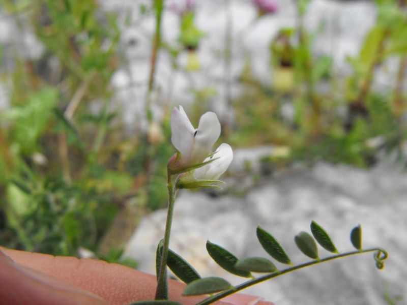 Vicia leucantha / Veccia d''Agrigento