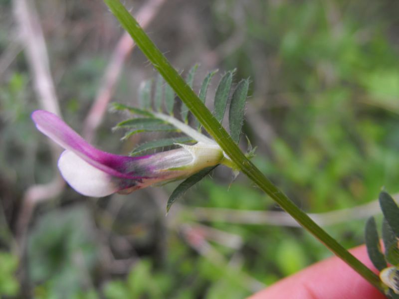 Vicia peregrina? no,  Vicia cfr lutea