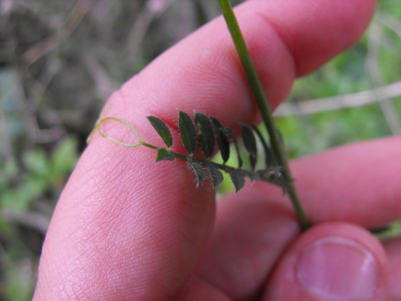 Vicia peregrina? no,  Vicia cfr lutea