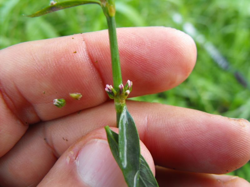 Polygonum sp.