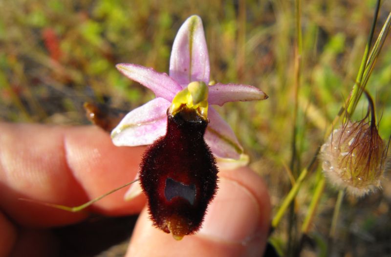 Ophrys bertolonii subsp. explanata ??