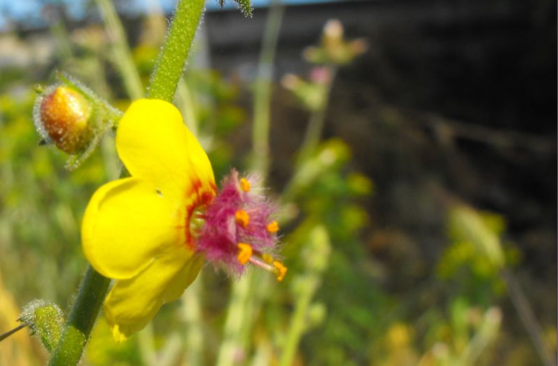 Verbascum blattaria