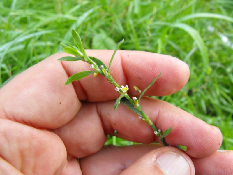 Polygonum sp.