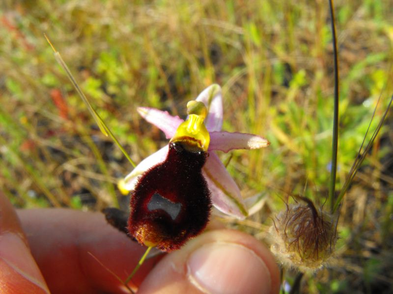 Ophrys bertolonii subsp. explanata ??