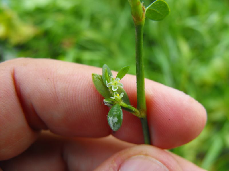 Polygonum sp.