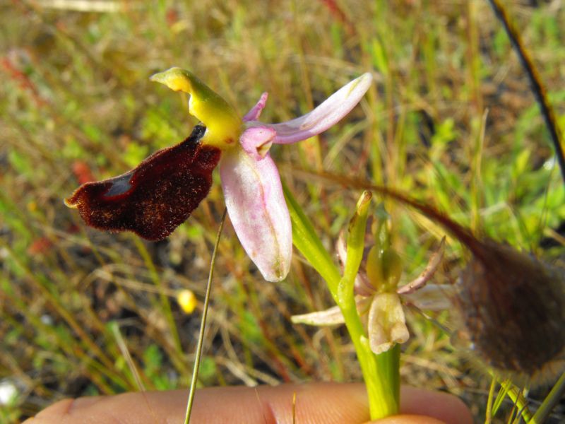 Ophrys bertolonii subsp. explanata ??