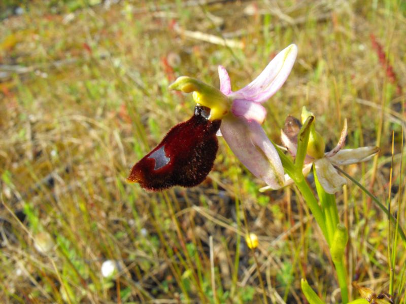 Ophrys bertolonii subsp. explanata ??