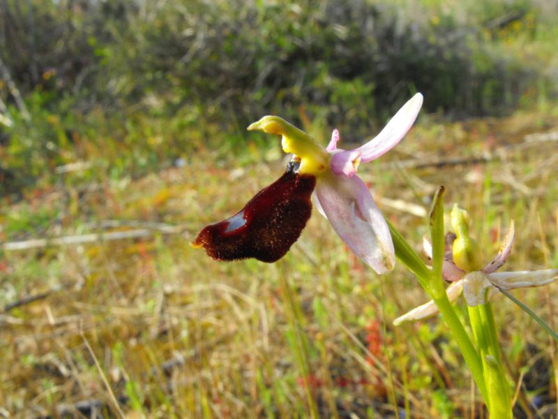 Ophrys bertolonii subsp. explanata ??