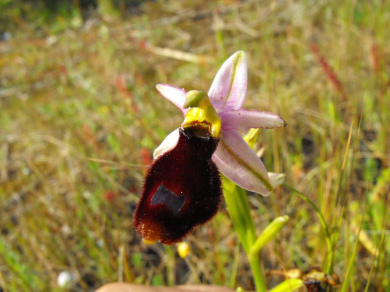 Ophrys bertolonii subsp. explanata ??