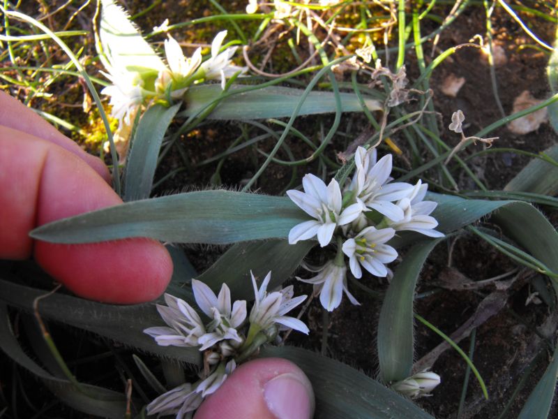 Allium chamaemoly L.