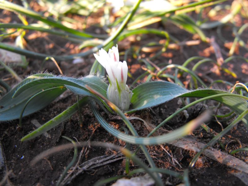 Allium chamaemoly L.