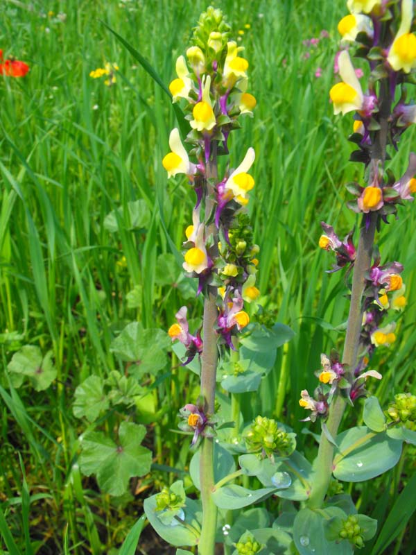 Differenza tra 2  Linarie - Linaria reflexa