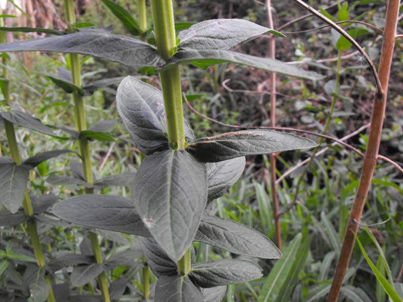 Lythrum salicaria