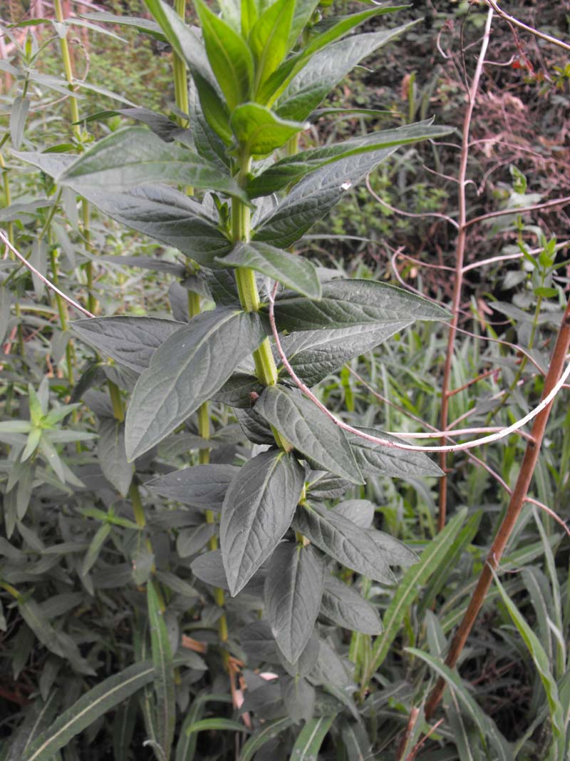 Lythrum salicaria