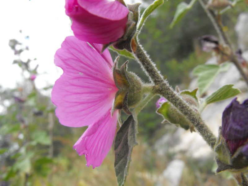 Malva olbia / Malvone perenne