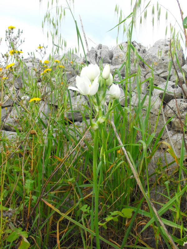 Melomphis arabica / Latte di gallina d''Arabia