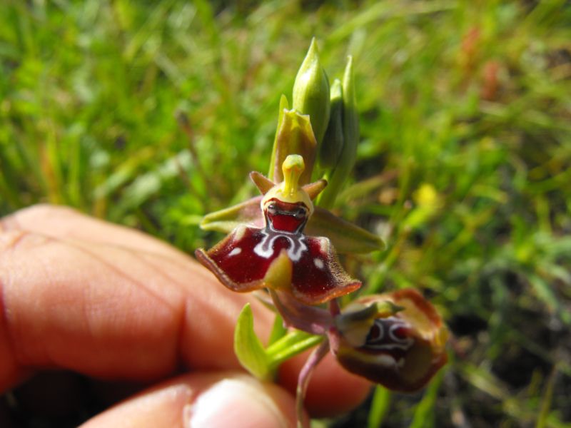 Ophrys oxyrrhynchos subsp.oxyrrynchos