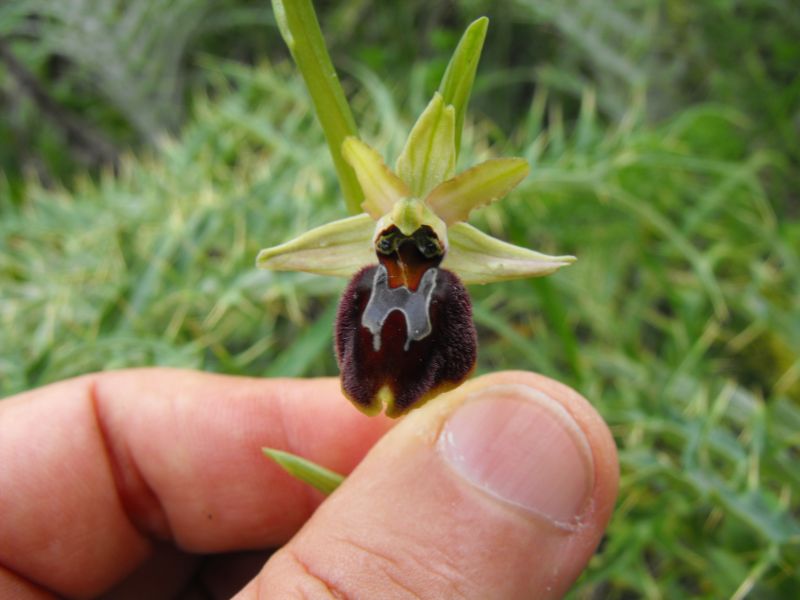 Ophrys sphegodes subsp.panormitana