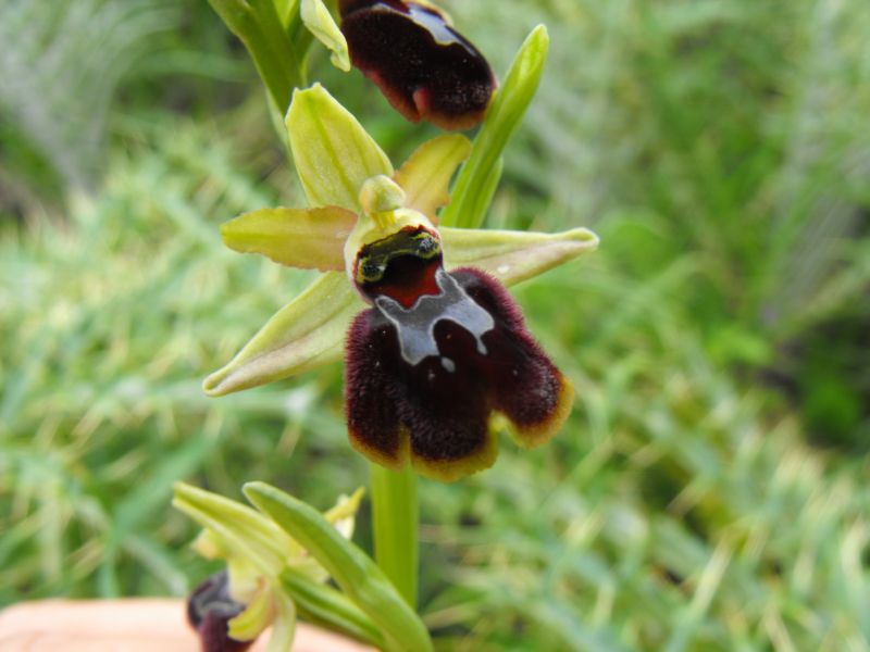 Ophrys sphegodes subsp.panormitana