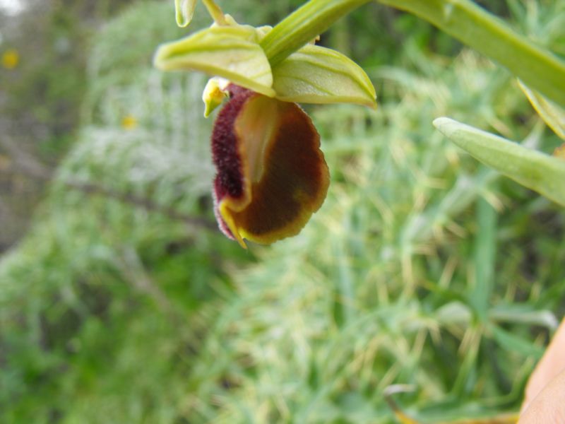 Ophrys sphegodes subsp.panormitana