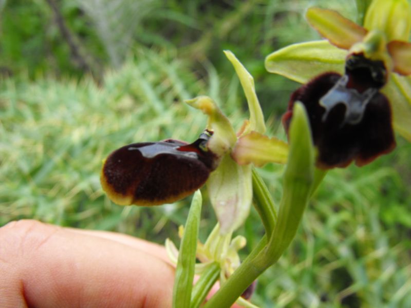 Ophrys sphegodes subsp.panormitana