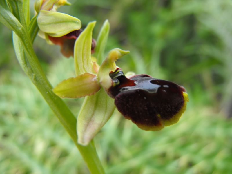 Ophrys sphegodes subsp.panormitana