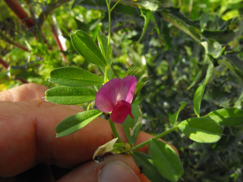 Vicia sativa / Veccia