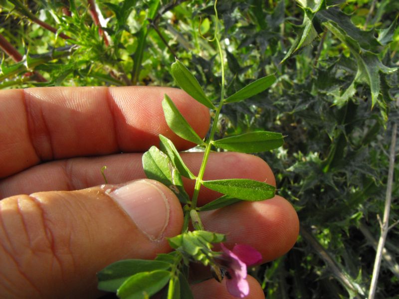 Vicia sativa / Veccia