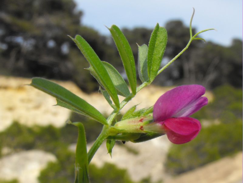 Vicia sativa / Veccia