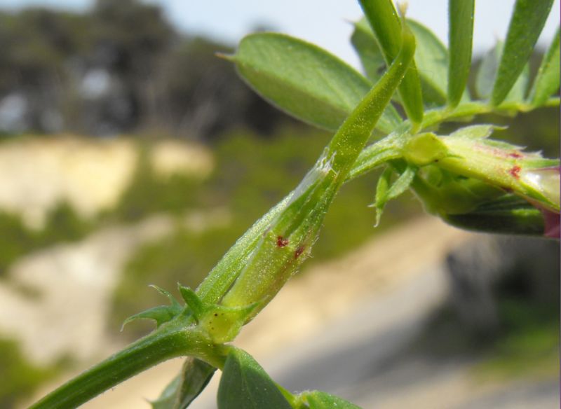 Vicia sativa / Veccia