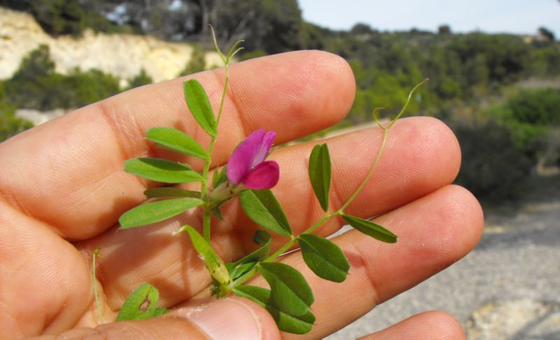 Vicia sativa / Veccia