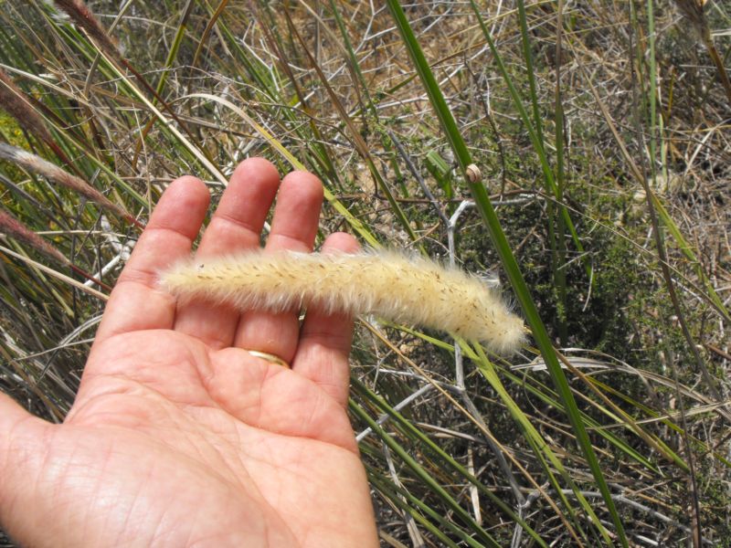 Imperata cylindrica