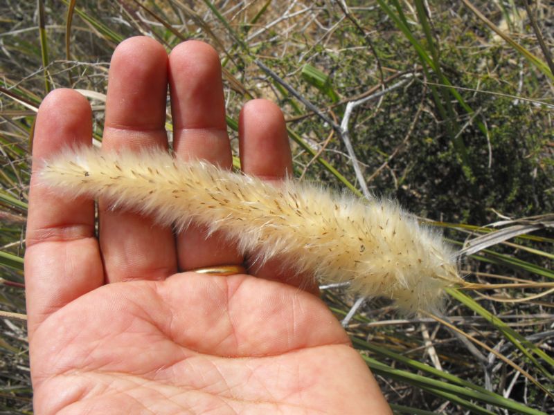 Imperata cylindrica