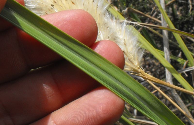 Imperata cylindrica