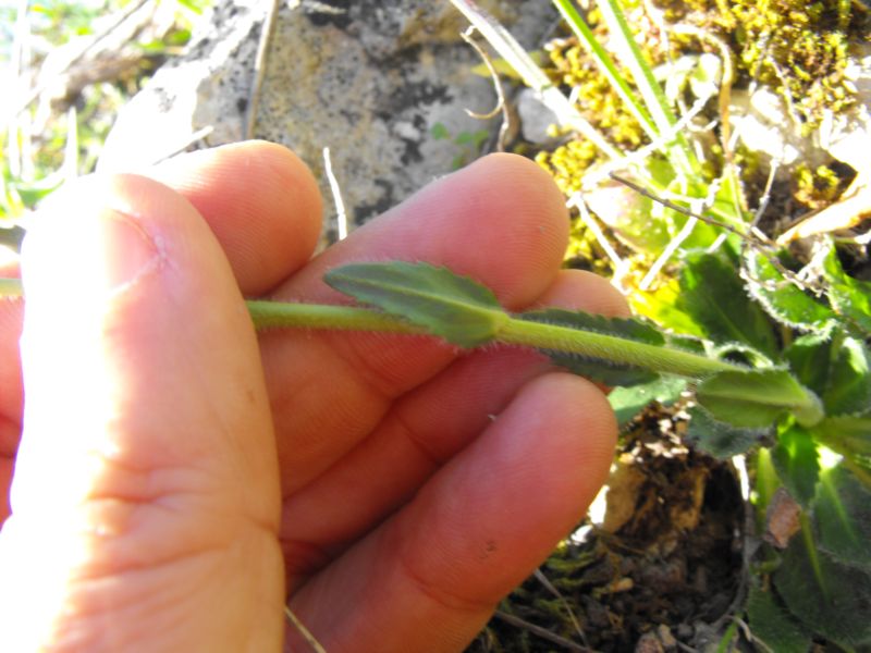 Arabis collina / Arabetta collinare