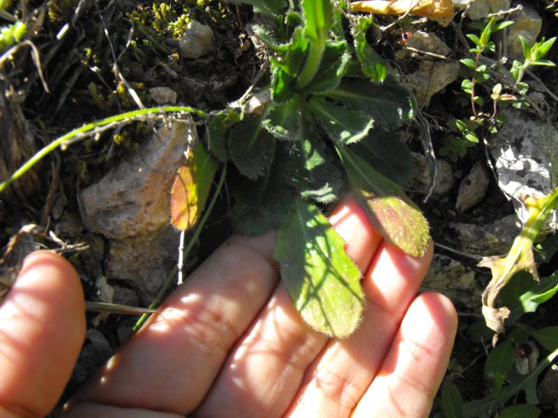 Arabis collina / Arabetta collinare