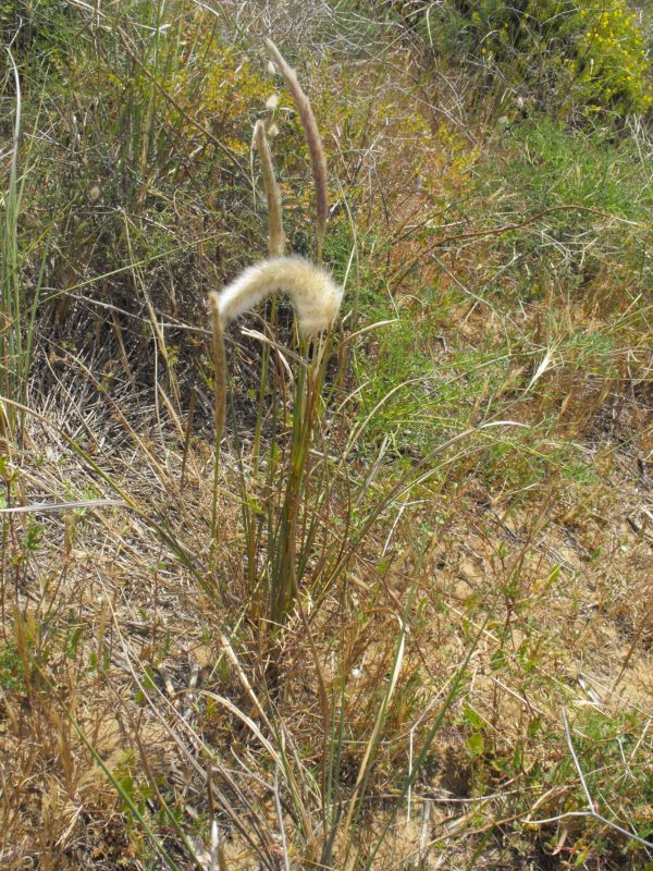 Imperata cylindrica