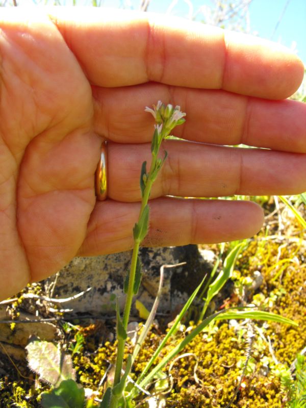 Arabis collina / Arabetta collinare