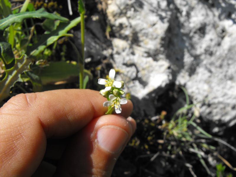 Arabis collina / Arabetta collinare