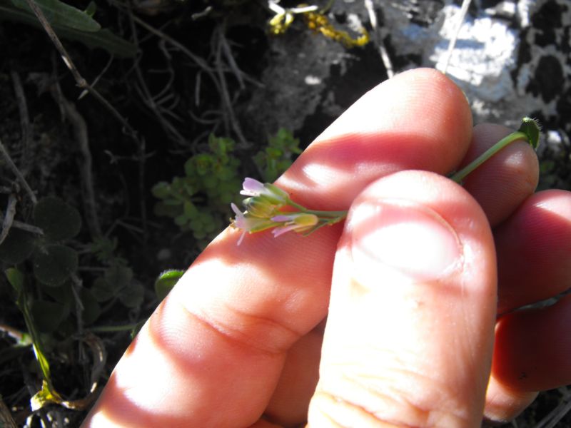 Arabis collina / Arabetta collinare