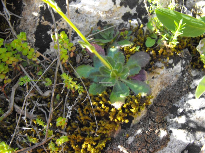 Arabis collina / Arabetta collinare