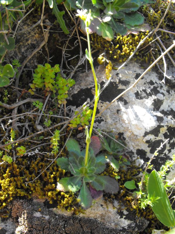 Arabis collina / Arabetta collinare