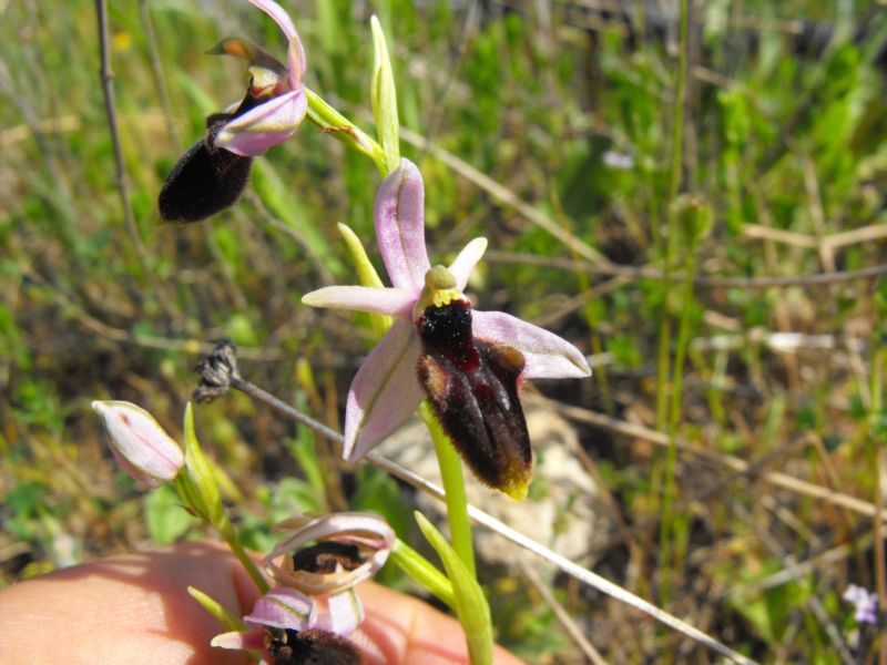 Ophrys X lyrate